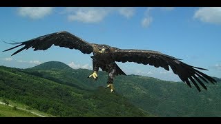 КАК ПОЕТ ОРЕЛ. КРИК ОРЛА. КРАСИВЫЙ ОРЕЛ. ЗВУКИ ОРЛА