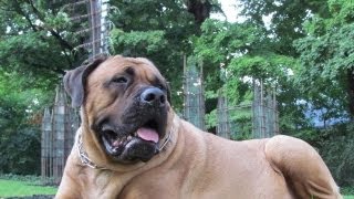 English Mastiff and the Geese.