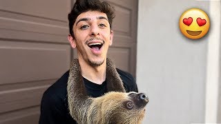 MEET MY NEW SLOTH! (Cutest Animal in the WORLD)