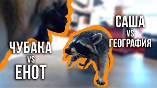 Чубака VS енот / Саша VS география / Глеб VS вкусняшка Чубаки / 15.06.19