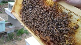 Do honeybee splits have to be moved long distance away