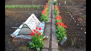Посев семян  капусты, перцев, помидор в парнике
