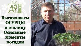 Высаживаем ОГУРЦЫ в теплицу. Основные тонкости посадки
