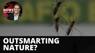 750 million genetically modified mosquitoes released in Florida