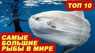 Топ 10 самые большие рыбы в мире
