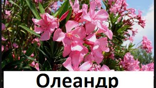 ???  Олеандр в саду