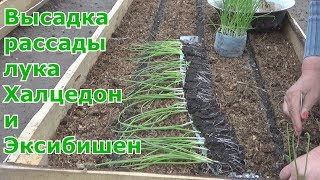 Лук за один сезон через рассаду.  Высадка в грунт лука Халцедон и Эксибишен