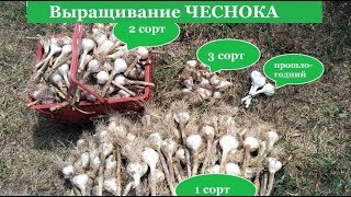 37.ЧЕСНОК - безотказная система выращивания.