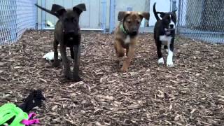 Plott Hound puppies available for adoption at the Wisconsin Humane Society