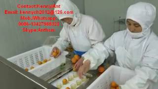 QH-250 pitting machine for apricot, plum, peach, fruit coring cutting machine, pitter corer