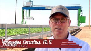 Sorghum: America's Next Biofuel Crop
