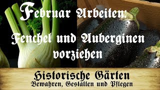 Februar Arbeiten: Fenchel und Auberginen voranziehen