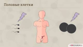 Строение половой системы человека