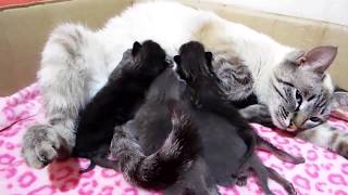 Наша КОШКА РОДИЛА Котят РЕАКЦИЯ Кошки на котят Кошка Мисс Мари