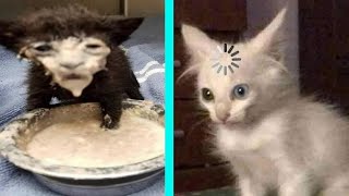 Я РЖАЛ ПОЛЧАСА / ЛУЧШИЕ ПРИКОЛЫ С ЖИВОТНЫМИ 2021 СМЕШНЫЕ КОТЫ , СОБАКИ И ДРУГИЕ