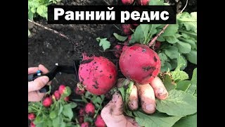 Редис от Soto Seeds. Селеста F1, Касто F1 и Домино F1. 10 мая 2018 год