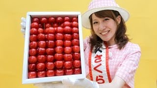 山形のミスさくらんぼがＰＲ来社