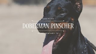 THE VOICE OF GOD: DOBERMAN PINSCHERS