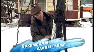 Побелка дерева