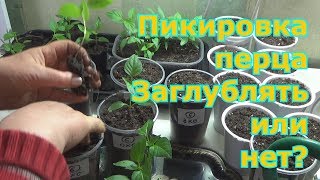Пикировка перца: можно ли заглублять и дает ли он дополнительные корни?