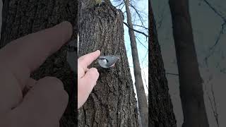 Про Птичку не забываем / Don't forget about the Bird