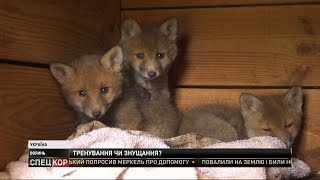 У мисливських угіддях собак  тренують на впійманих диких та безпритульних тваринах