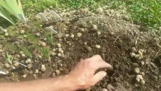 Ирис (Ирис бородатый) Как правильно посадить почки ириса бородатого.