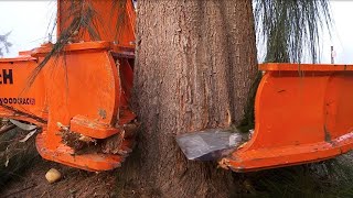 Incredible modern big wood cutting machines I ever seen. Amazing wood processing & sawmill equipment