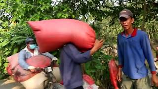 Miền Tây Nhà Quê Bán Dưa Hấu Đi Mua Phân Cuộc Sống Nhà Nông Tuy Cực Mà Vui