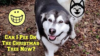 My Dogs Reluctantly Accept Christmas Is Over & Pee On The Tree!