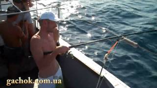 Ловля ставриды на самодур на Черном море