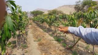 Kallpapacha en producción de Mango