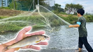 秋の川で投網を投げると巨大化した鮎が超大漁・・・！