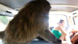 Scary Baboon stealing a car