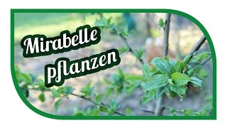 Mirabelle pflanzen | aus der Eifel von Neues vom Landei