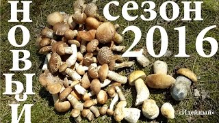 Как найти белый гриб подберезовик подосиновик летние грибы 2016 под Киевом Александр Идейный