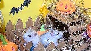ХЕЛЛОУИН КВЕСТ для ХОМЯЧКОВ/ ВЕДЬМА УКРАЛА ХОМЯЧКА ВИКИ