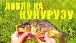 Ловля КАРПА и КАРАСЯ в июне. Рыбачим на КУКУРУЗУ