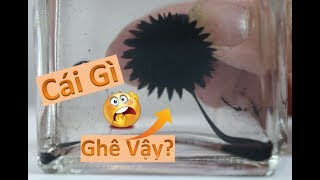 Bắp Chơi Cái Gì Kinh Dị vậy? II Tại Sao Trẻ Em kHông Được Chơi Cái Này?