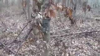 Checking Trail Camera, Trespasser caught on  Trail camera