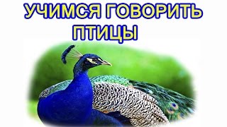 Развивающее видео для детей от года. Птицы. Мультик про животных