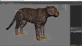 Leopard Maya Rig: new leg setup