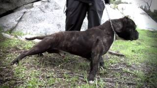 AMERICAN BULLY KENNEL - MONSTER PIT KENNELS #TBT
