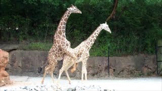 Mating Giraffes "Sexual Education" On The Sixth Try This Male Giraffe Succeeds...