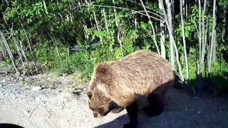 Голодный Мишка на Севере. Карелия