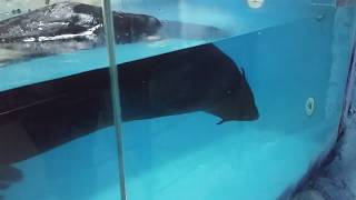 ДЖУБГА 2019 / Часть:3 /Пингвинарий /Стоит ли туда ходить..../Наш лучший отдых в краснодарском крае/