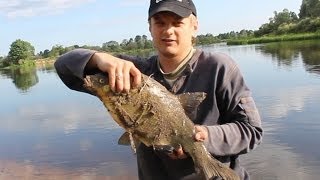 Фидер.Ловля трофейного леща на Березине (Беларусь)