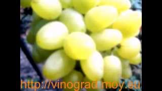 Виноград Бажена