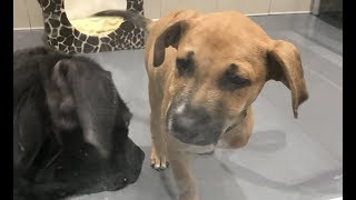 LIVE: Adoptable Three Legged Puppy Playing in New York City - HOPPY | The Dodo LIVE