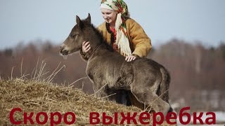 Скоро выжеребка. Как быть?